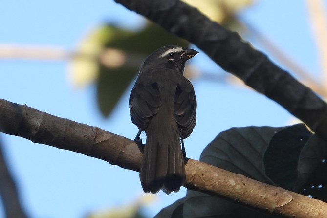 Birds of the Mayan World 3 - Should you book Birds of the Mayan World 3?