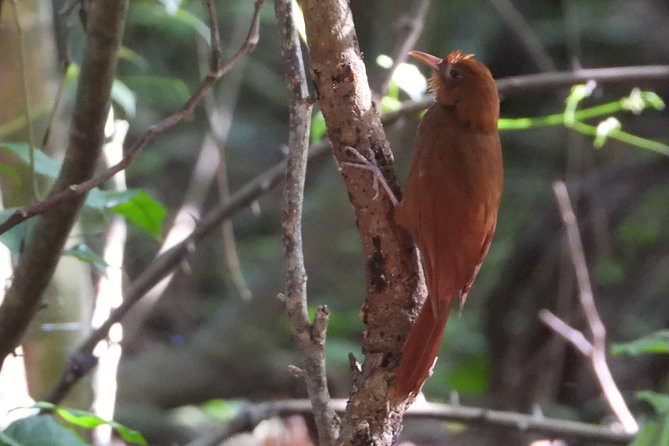 Birds of the Mayan World 3 - What the low-impact approach means for your birding day
