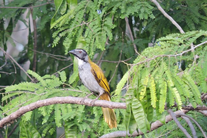 Birdwatching Cancun - Why 6:00am Matters for Birdwatching Near La Ruta de los Cenotes