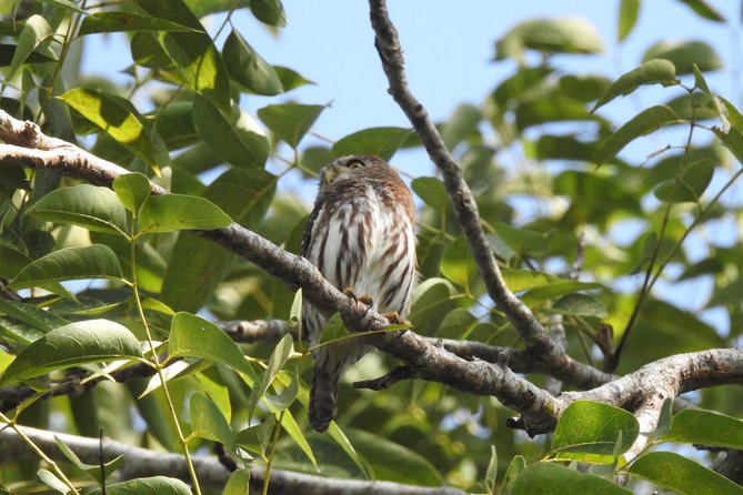 Birdwatching Cancun - Stop 1 at La Ruta de los Cenotes, and Why Habitat Changes Boost Your Species Count