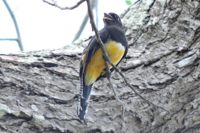 Birdwatching Cancun - The Morning Rhythm: Calling Birds, Then Cooling Down With Snacks and Brunch