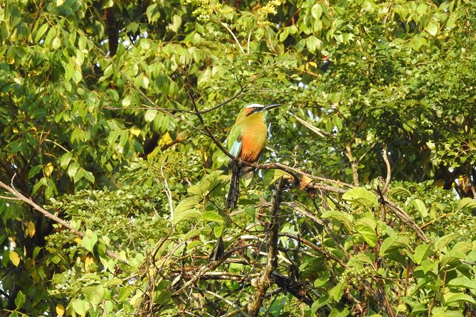 Birdwatching Cancun - What’s Included in the $165 Price, and How You Get Value From It