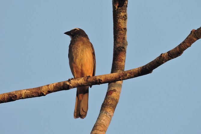 Birdwatching Cancun - What to Bring, What to Expect, and How to Max Your Birding Returns