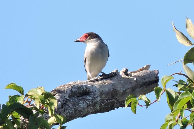 Birdwatching Cancun - Who This Tour Fits Best, and Who Might Want Another Option
