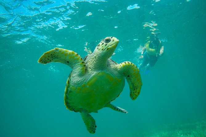 Cancun Adventure: Reef Snorkeling & Parasailing Experience - Photos, Wait Time, and How to Avoid Surprise Costs