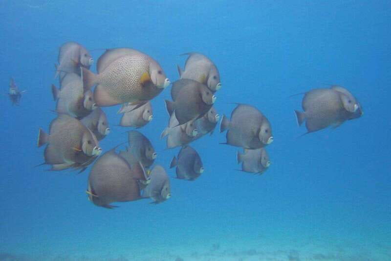 Cancun: Beginner Scuba Diving at Underwater Museum - Gear and comfort: what is included, what you may rent