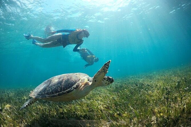 Cancun Combo Adventure: 4 Reef Snorkeling Stops & Parasailing - Parasailing in Cancun: What to Expect From the 260-Foot Flight