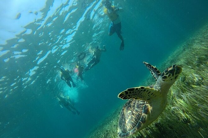 Cancun Combo Adventure: 4 Reef Snorkeling Stops & Parasailing - Snorkeling the Great Mayan Reef, Musa Museum, Turtles, and a Sunken Ship