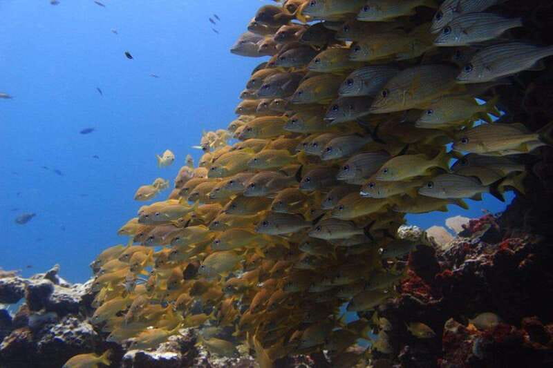 Cancun: Dive Underwater Museum & Manchones Reef - Key things to know before you go