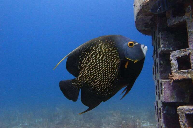 Cancun: Dive Underwater Museum & Manchones Reef - The small-group advantage: why max 4 feels better