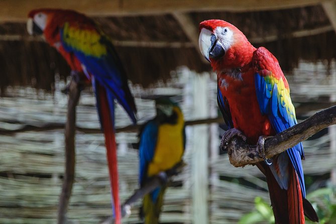 Cancun Extreme Zipline Canopy Tour - Extreme add-ons: bungee jump and the Superman-style zipline option