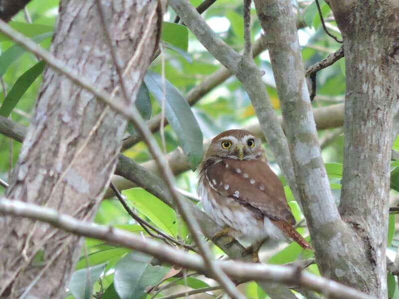 Cancún: Guided Birdwatching Hike - Key things to know before you go