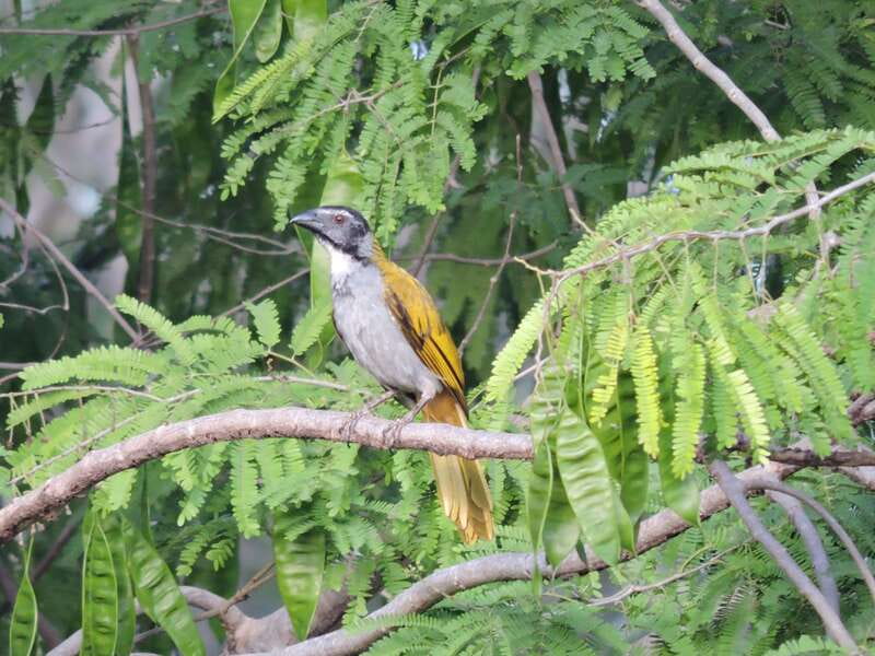 Cancún: Guided Birdwatching Hike - FAQ