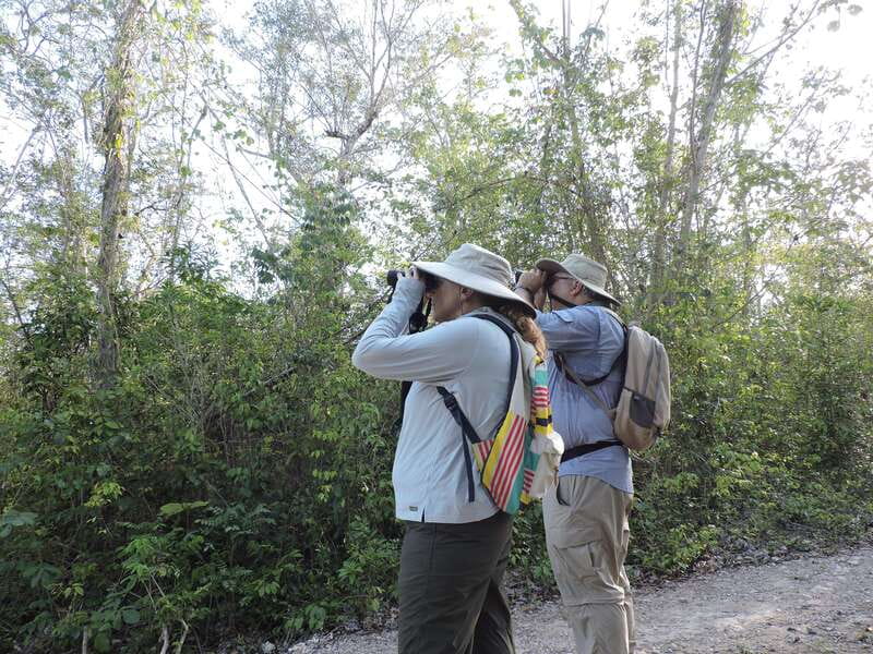 Cancún: Guided Birdwatching Hike - How a guided birdwatching hike helps you actually spot birds