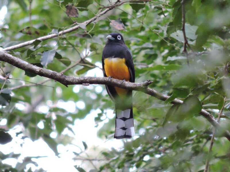 Cancún: Guided Birdwatching Hike - The local guide factor, and what you should look for in the group