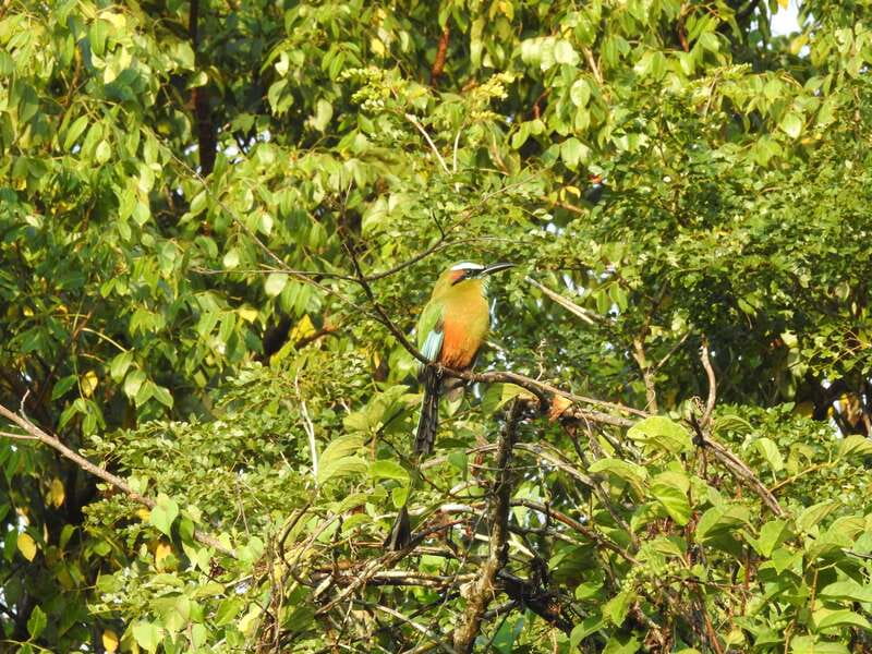 Cancún: Guided Birdwatching Hike - Coffee, fruits, snacks, and planning for a morning hike