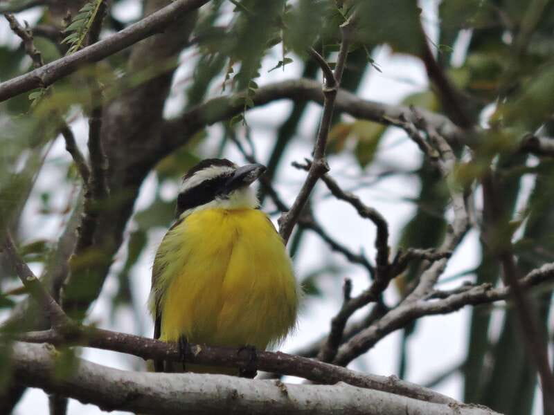 Cancún: Guided Birdwatching Hike - Who should book this hike, and who should skip it