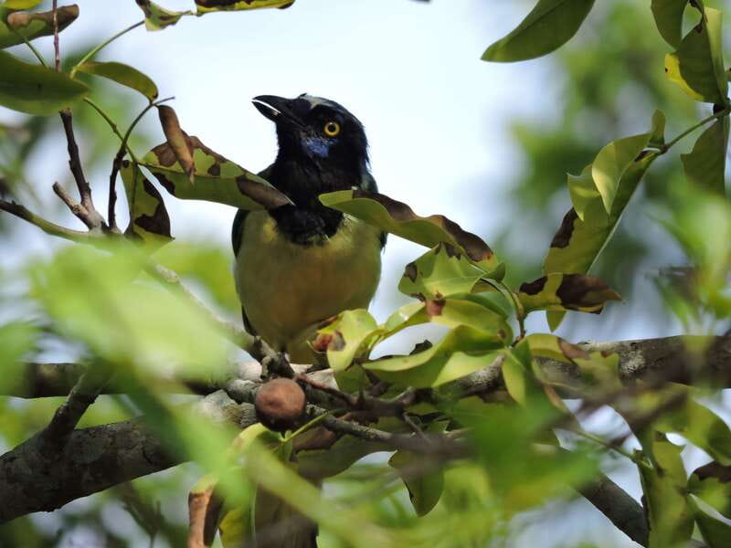 Cancún: Guided Birdwatching Hike - Should you book this guided birdwatching hike?