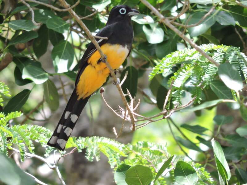 Cancún: Guided Birdwatching Hike - The 6 hour rhythm, from early pickup to return before midday