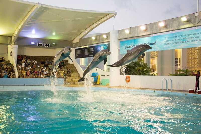 Cancún Interactive Aquarium Admission + Dolphin Presentation - Axolotl Exhibit and the iPad zone for slower learning