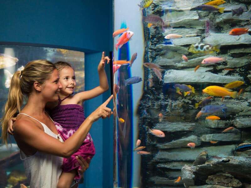 Cancún Interactive Aquarium Admission + Dolphin Presentation - Corals and marine ecosystems: the colorful part people remember