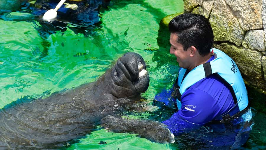 Cancún: Manatee Encounter on Isla Mujeres with Buffet Lunch - How the Isla Mujeres Manatee Encounter Works