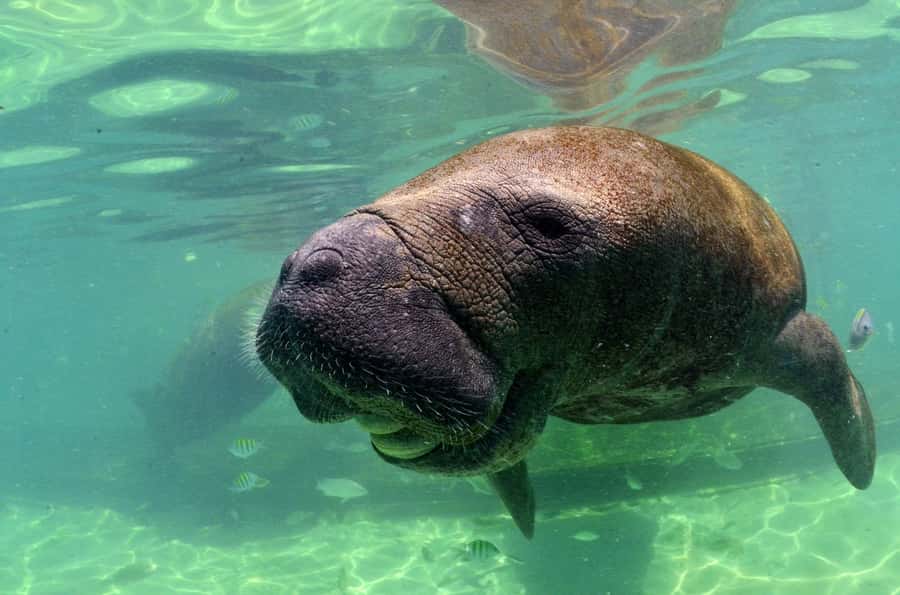 Cancún: Manatee Encounter on Isla Mujeres with Buffet Lunch - Arriving at Dolphin Discovery: Lockers, Showers, and Pool Time