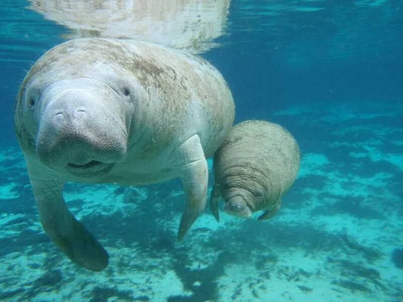 Cancún: Manatee Encounter on Isla Mujeres with Buffet Lunch - Meet Your Manatees: Caress, Hug, Kiss, and Food Rules