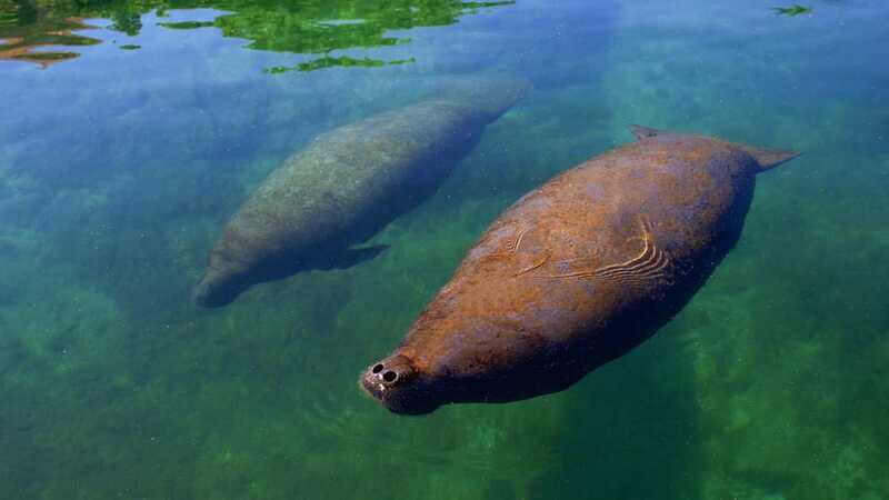 Cancún: Manatee Encounter on Isla Mujeres with Buffet Lunch - Instructor-Led Facts: Why the Program Feels Worth It