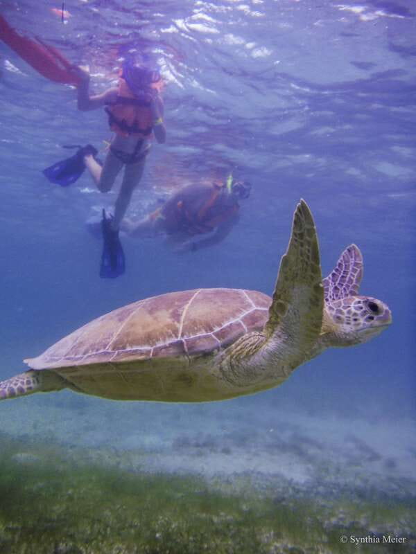 Cancun: Marine Turtle Observation in Akumal - Key highlights to know before you go