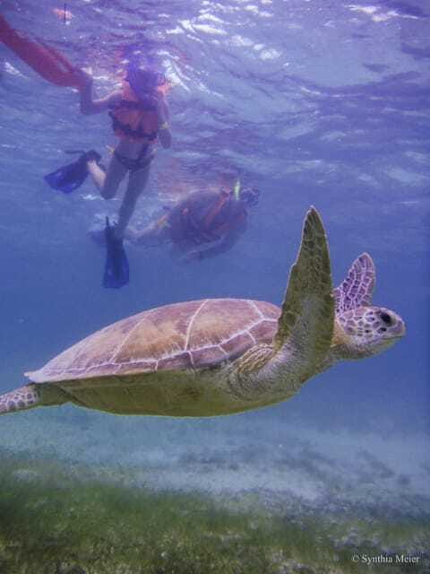 Cancun: Marine Turtle Observation in Akumal - Value check: $135 plus the on-site $20 fee, what you truly get