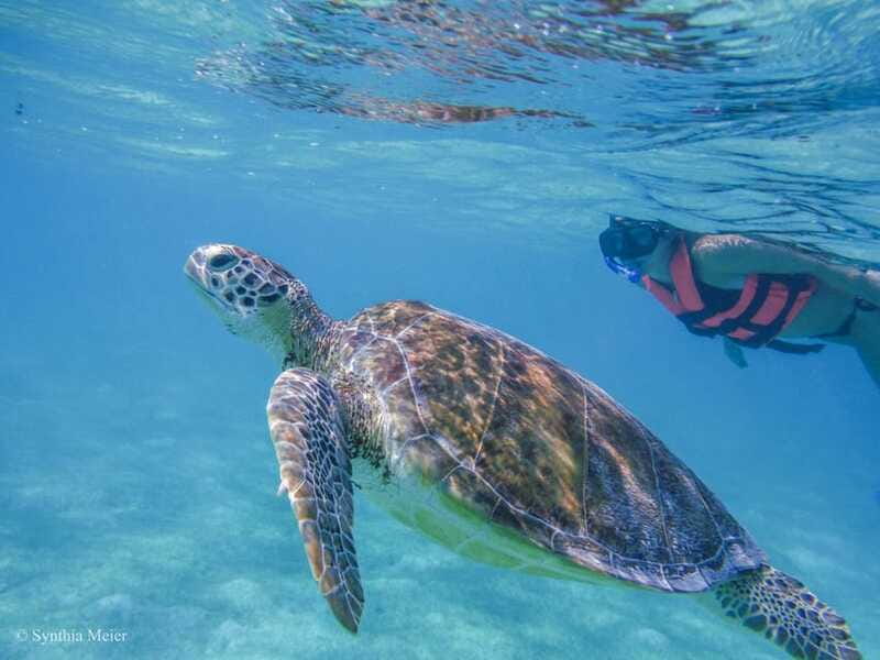 Cancun: Marine Turtle Observation in Akumal - Final verdict: should you book this Akumal turtles and cenote tour?