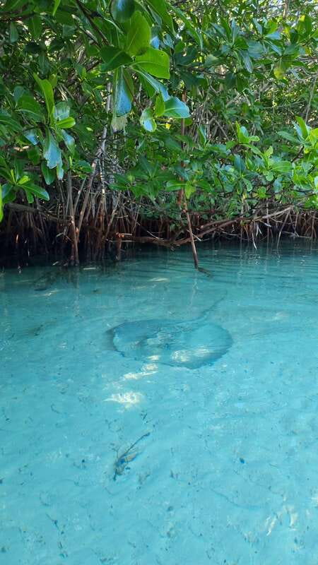 Cancún: Morning or Sunset Kayak Adventure in Nichupte Lagoon - The final 30 minutes: finishing strong in nature’s rhythm
