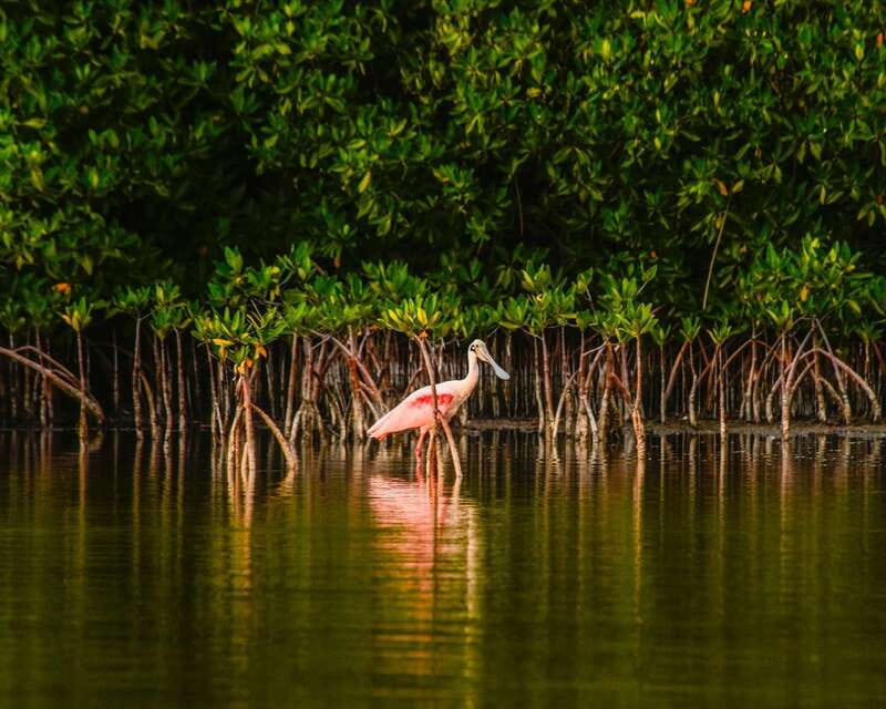 Cancún: Morning or Sunset Kayak Adventure in Nichupte Lagoon - Price and value: why $50 can make sense here