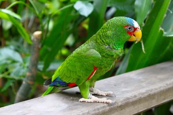 Cancun: Private Birdwatching Tour - Key things to know before you go