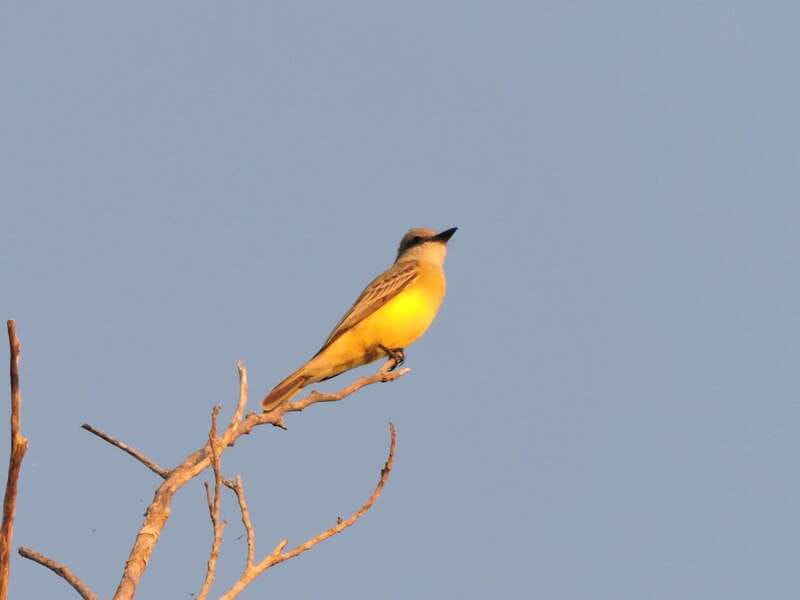 Cancun: Private Birdwatching Tour - Who this tour suits best, and who should skip it