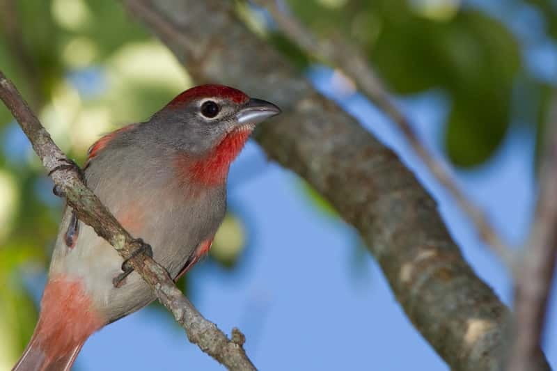Cancun: Private Birdwatching Tour - Why dawn birding in Ruta de los Cenotes works