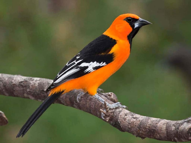 Cancun: Private Birdwatching Tour - The morning schedule, from hotel pickup to jungle walk