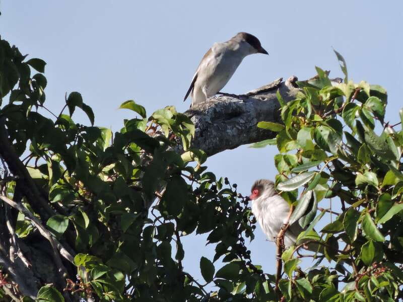 Cancun: Private Birdwatching Tour - Where you birdwatch: Mayan jungle and the Cenotes biosphere reserve