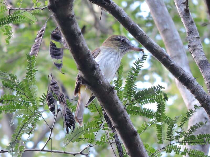 Cancun: Private Birdwatching Tour - Snacks, breaks, and getting back while the light helps