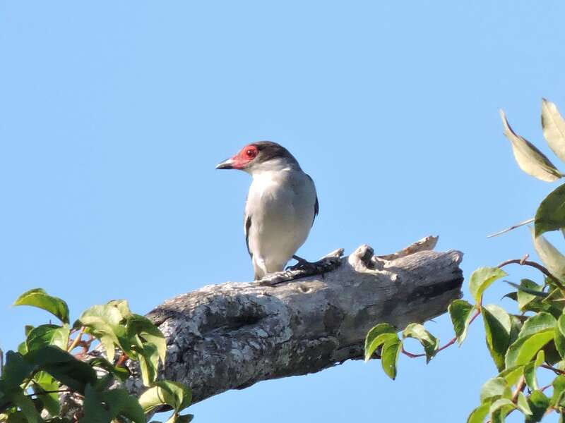 Cancun: Private Birdwatching Tour - What to pack, wear, and expect on foot