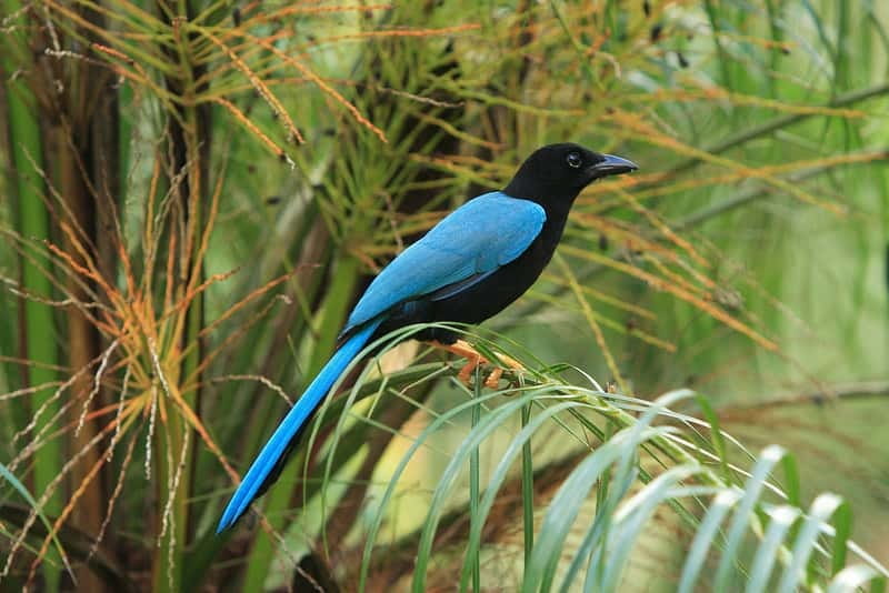 Cancun: Private Birdwatching Tour - Your private guide and how spotting birds actually happens