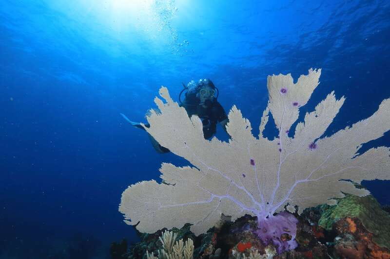 Cancun: Scuba Diving for Beginners, 2 Dives - Sotavento Meeting Point and the 8:00 AM to 1:00 PM Timing