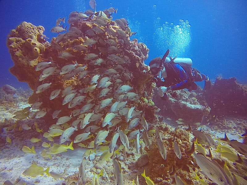 Cancun: Scuba Diving for Certified Divers, 3 options to dive - Option 1: MUSA Underwater Museum at 8 m, then Manchones Reef at 10 m