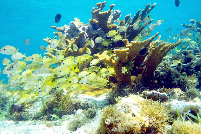 Cancun Snorkeling Adventure: Underwater Museum, Reef & Shipwreck - Price and Fees: What $79 Covers, What Costs Extra