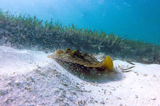 Cancun Snorkeling Adventure: Underwater Museum, Reef & Shipwreck - Who Should Book This Cancun Snorkeling Adventure