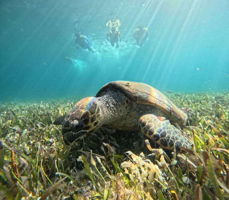 Cancun: Snorkeling Boat Tour with Gear - El Meco reef: warm shallow snorkeling and a strong fish show