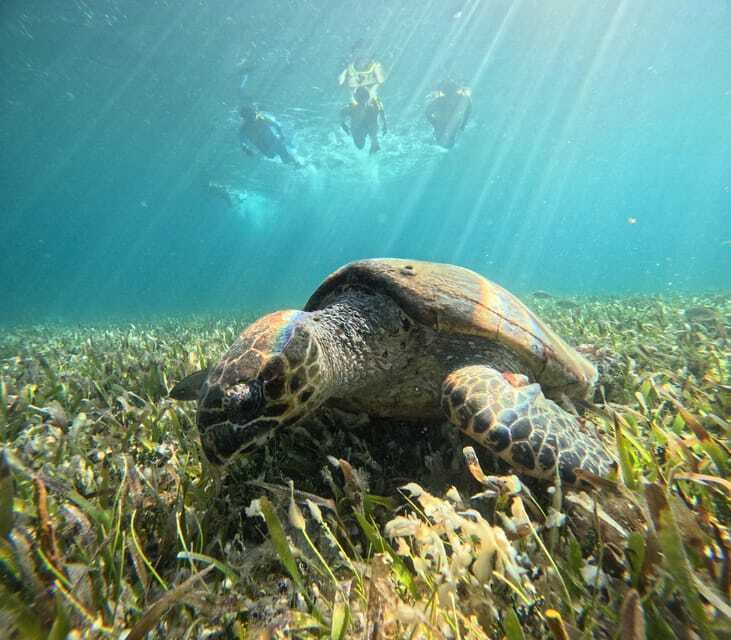 Cancun: Snorkeling Boat Tour with Gear - Waterline cenotes: seeing underwater fish from the sea surface
