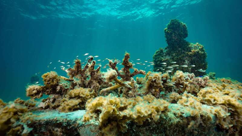 Cancun: Snorkeling Tour at MUSA The Underwater Museum - What the guides do well, and why it shows in your day