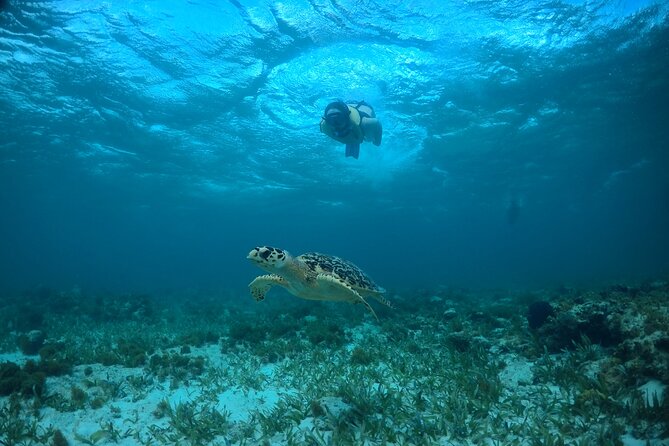 Cancun Snorkeling Tour: Swim with Turtles, Reef, Underwater Museum and Shipwreck - Gear, weights, and how to avoid the common sunscreen mistake